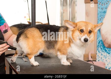 Dog Corgi Trocknen Pet Grooming und Frisur Konzept Stockfoto