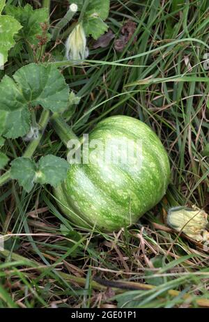 Ein grüner unreifer Kürbis im Garten. Stockfoto