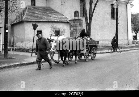 Ungarischer Landwirt, der mit Ochsen und Wagen in einem Dorf in der Nähe von Budapest, Ungarn, auf den Markt kommt 1956 Stockfoto