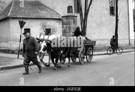 Ungarischer Landwirt, der mit Ochsen und Wagen in einem Dorf in der Nähe von Budapest, Ungarn, auf den Markt kommt 1956 Stockfoto