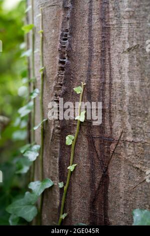 Eine grüne Efeu-Weinrebe, die an der Seite eines Baumes aufwächst und sich sichtbar an der Seite anklammert Stockfoto