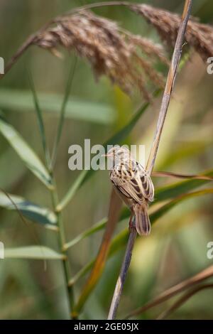 Zitting Cisticola - Cisticola juncidis auch gestreift Fantail-Waldsänger, Old-World-Waldsänger Zucht in Europa, Afrika und Asien bis nach Nord-Australien Stockfoto