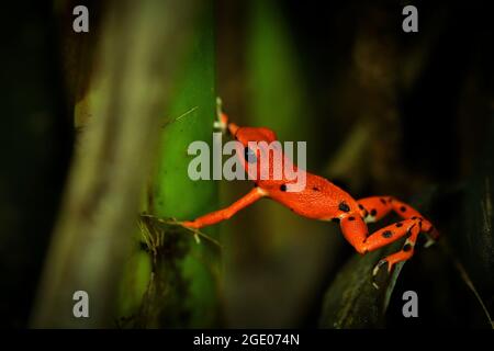 Erdbeergift-Dartfrosch - Oophaga (Dendrobates) pumilio, kleiner giftiger roter Dartfrosch, der in Mittelamerika gefunden wurde, aus dem östlichen Zentrum Nicaraguas Stockfoto