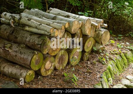 Baumstämme stapelten sich im York Gate Garden, Leeds, Yorkshire. Stockfoto