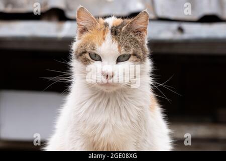 Katze im Tierheim, streunende Katze Stockfoto