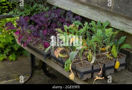 Kale Sämlinge mit Schneckenschaden. Stockfoto