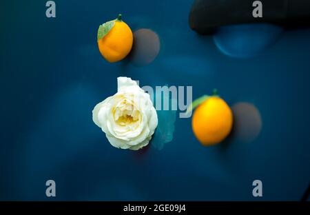 Weiße Rose und zwei reife Zitronen auf dunkelblauem Glas. Abstract Stillleben des Sommers, Frische, Liebe. Stockfoto