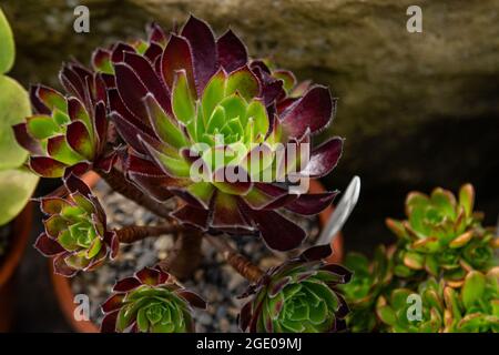 Eine rote und grüne Aeonium-Sukkulenten-Pflanze in einem Tontopf. Auch bekannt als Baumhausleek. Stockfoto