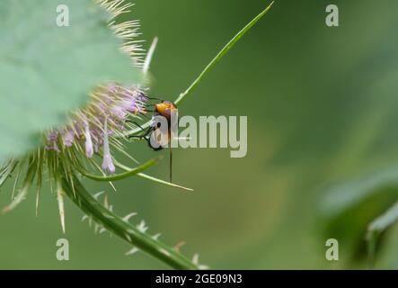 Nahaufnahme einer großen Schwebfliege (Volucella pellucens), die sich auf einem wilden Teelstiel (Dipsacus fullonum) auf der Salisbury Plain, Großbritannien, ernährt Stockfoto