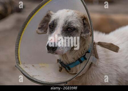 Hund mit einem Plastikkragen um den Hals Stockfoto