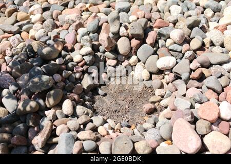 Pflanzen um Felsen Stockfoto