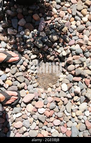 Pflanzen um Felsen Stockfoto