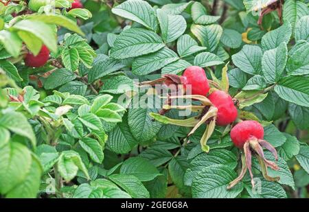 Rote Frucht stieg Hüften. Wilde Rose. Hagebutte, wenn sie reif ist. Stockfoto