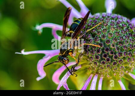 Wespe sitzt auf einer Blume und frisst ein Insekt, das in Blumen gefangen ist Stockfoto