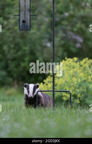 Ein europäischer Dachs (Meles Meles), der unter einem Gartenvogelfutterhäuschen in Dusk in Aberdeenshire, Schottland, Samen füttert Stockfoto