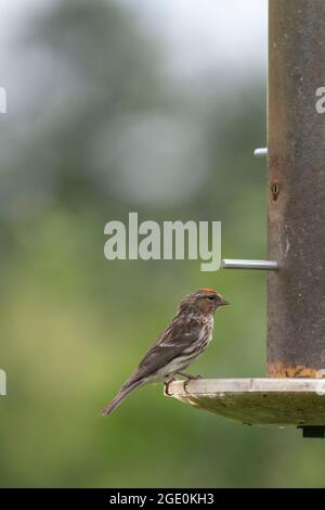 Ein kleiner Rotschwert (Carduelis Cabaret) auf einem Garden Nyger Seed Feeder Stockfoto