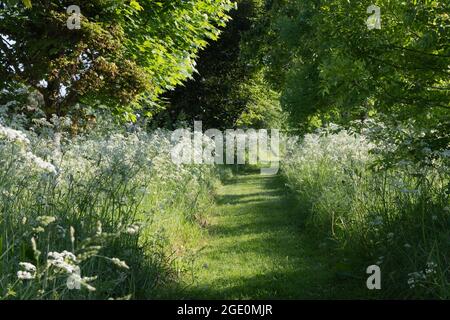 Ein Graswanderweg, der von KuhPetersilie (Anthriscus Sylvestris) gesäumt und im Sommer Sonnenschein von Bäumen gesäumt wird Stockfoto