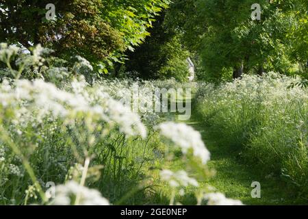 Ein von Bäumen gesäumter, grasbewachsener Pfad durch eine Wiese mit KuhPetersilie (Anthriscus Sylvestris), der zu einem Haus führt, das in der Ferne teilweise sichtbar ist Stockfoto