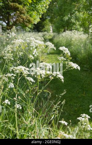 Ein von Bäumen gesäumter GraswegDurch eine Wiese aus KuhPetersilie (Anthriscus Sylvestris), die zu einem entfernten versteckten Haus führt Stockfoto