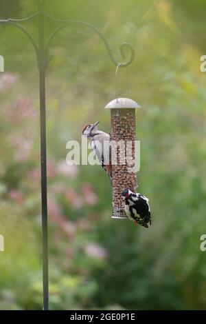 Zwei Buntspechte (Dendrocopos major), ein erwachsener Rüde und ein Jugendlicher, teilen sich einen Gartenvogelfutterer, der mit Erdnüssen gefüllt ist Stockfoto