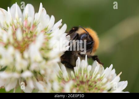 Eine gewöhnliche Carderbiene (Bombus Pascuorum), die auf einer weißen Kleeblatt-Blume (Trifolium Repens) auf Nahrungssuche ist Stockfoto