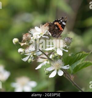 Ein Schmetterling des Roten Admirals (Vanessa Atalanta), der sich mit Bramble-Blumen ernährt (Rubus Fruticosus) Stockfoto