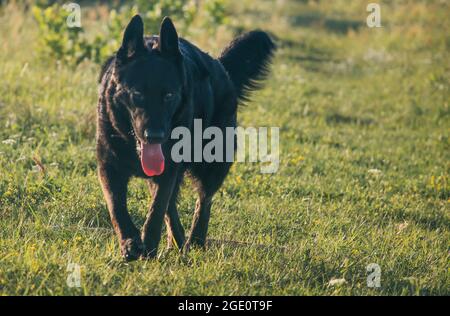 Großer schwarzer Hund spaziert im Sommer auf der Wiese Stockfoto