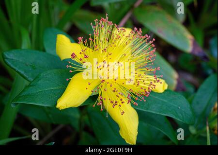 Die gelbe Blume des Johanniskraut Stockfoto