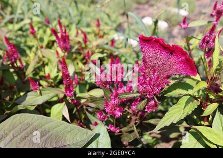 Viele blühende Blüten von Celosia wachsen im Garten Nahaufnahme Hintergrund. Konzept der Heilkräuter und Pflanzen Stockfoto