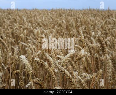 Erntezeit auf den Yorkshire Wolds August UK Stockfoto