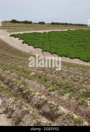 Kartoffelfeld auf den Yorkshire Wolds August 2021 Stockfoto