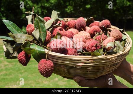 Seitenansicht von frisch gezupften Lychees-Früchten in einem Korb aus Korbbambus. Litchi Früchte Haufen mit Stielen von Leechi Blätter auf Gras Natur im Freien Hintergrund. Stockfoto