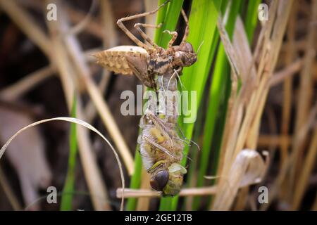 Makroansicht einer Libelle, die von einer Nymphe geschlüpft ist Stockfoto