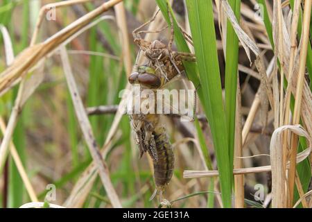 Makroansicht einer Libelle, die aus einer Nymphe hervortritt Stockfoto