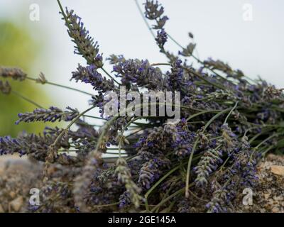 Nahaufnahme von Flieder Lavendel-Bouquets. Ätherische Lavendelöle. Konzept gesund und medizinisch. Stockfoto