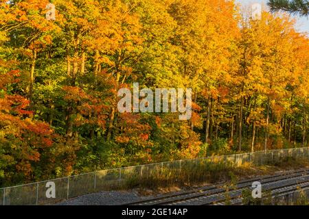 Dichte Waldbäume mit hellen Blättern entlang einer Eisenbahnstrecke während der Herbstsaison in Kanada Stockfoto