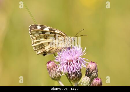 Marmorter weißer Schmetterling auf einer schleichenden Distelblüte. England, Großbritannien. Stockfoto