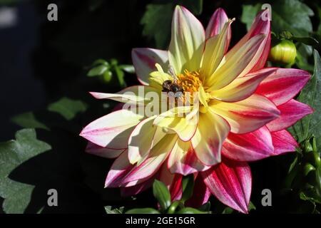 Eine Honigbiene, die Nektar aus einer Dahlia-Blume sammelt Stockfoto