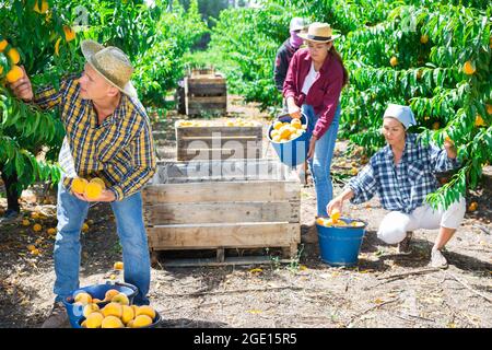 Gruppe von Landarbeitern, die im Sommer im Obstgarten frische reife Pfirsiche sammeln Stockfoto