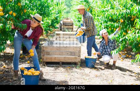 Gruppe von Landarbeitern, die im Sommer im Obstgarten frische reife Pfirsiche sammeln Stockfoto