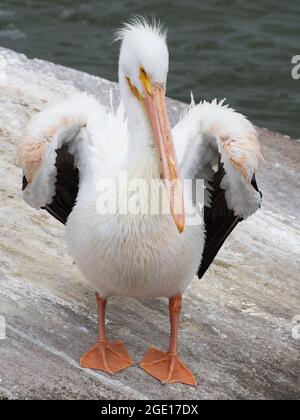 Ein amerikanischer weißer Pelikan (pelecanus erythrorhynchos), der sich auf einer großen Steinplatte im Wasser aufpreert. Stockfoto