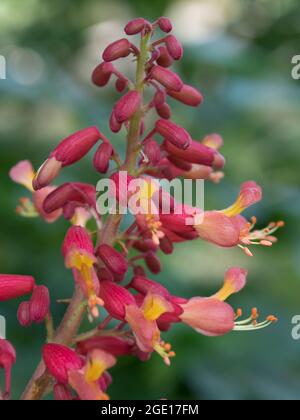 Der rote buckeye, aesculus pavia, kann sowohl als Baum als auch als Strauch angebaut werden. Stockfoto