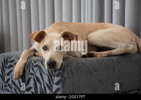 Hellhaariger Hund, der auf einem Puff im Wohnzimmer auf grauem Vorhang liegt. Haustiere regieren im Haus. Tierpflegekonzept. Sehr nett Stockfoto