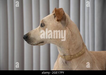 Nahaufnahme der hellhaarige Hund liegt auf einem Puff im Wohnzimmer auf grauem Vorhang Hintergrund. Haustiere regieren im Haus. Tierpflegekonzept. L Stockfoto