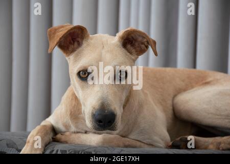 Hellhaariger Hund, der auf einem Puff im Wohnzimmer auf grauem Vorhang liegt. Haustiere regieren im Haus. Tierpflegekonzept. Sehr nett Stockfoto