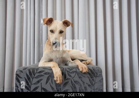 Hellhaariger Hund, der auf einem Puff im Wohnzimmer auf grauem Vorhang liegt. Haustiere regieren im Haus. Tierpflegekonzept. Sehr nett Stockfoto