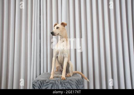 Hellhaariger Hund, der auf einem Puff im Wohnzimmer auf grauem Vorhang liegt. Haustiere regieren im Haus. Tierpflegekonzept. Sehr nett Stockfoto