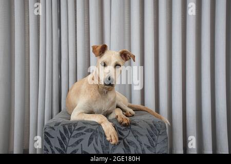 Hellhaariger Hund, der auf einem Puff im Wohnzimmer auf grauem Vorhang liegt. Haustiere regieren im Haus. Tierpflegekonzept. Sehr nett Stockfoto