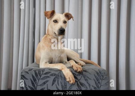 Hellhaariger Hund, der auf einem Puff im Wohnzimmer auf grauem Vorhang liegt. Haustiere regieren im Haus. Tierpflegekonzept. Sehr nett Stockfoto