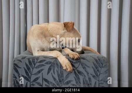 Hellhaariger Hund, der auf einem Puff im Wohnzimmer auf grauem Vorhang liegt. Haustiere regieren im Haus. Tierpflegekonzept. Sehr nett Stockfoto